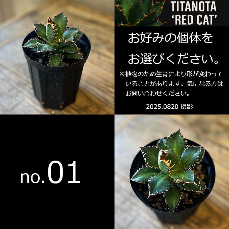 アガベ　チタノタ　赤猫　大株4.5号鉢　鉢ごと発送 アガベ チタノタ レッドキャットウィーズル 4号鉢 赤猫 個体販売