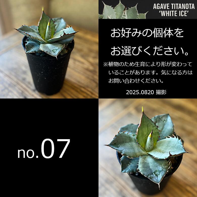 アガベ チタノタ ホワイトアイス 4号鉢 個体販売 選べる 観葉植物