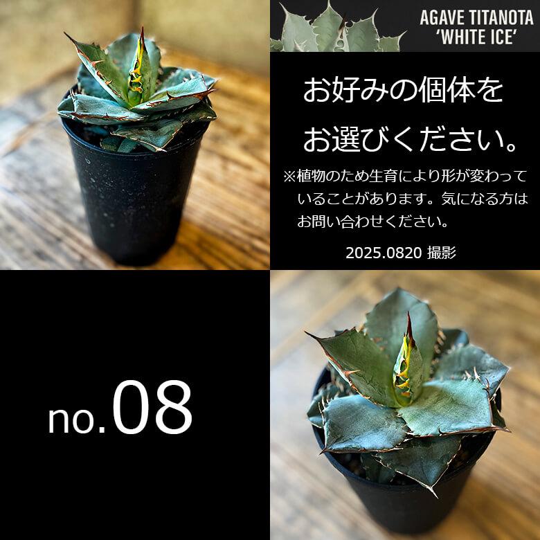 アガベ チタノタ ホワイトアイス 4号鉢 個体販売 選べる 観葉植物