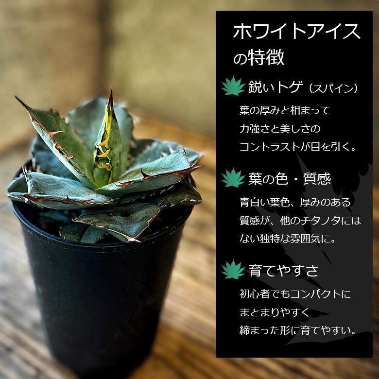 アガベ チタノタ ホワイトアイス 4号鉢 個体販売 選べる 観葉植物