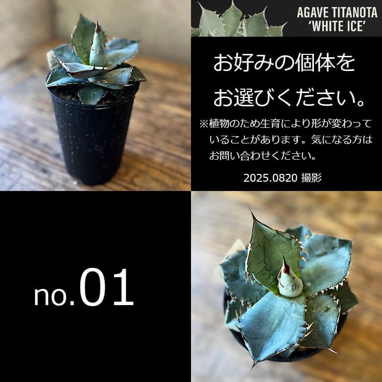 アガベ チタノタ ホワイトアイス 4号鉢 個体販売 選べる 観葉植物