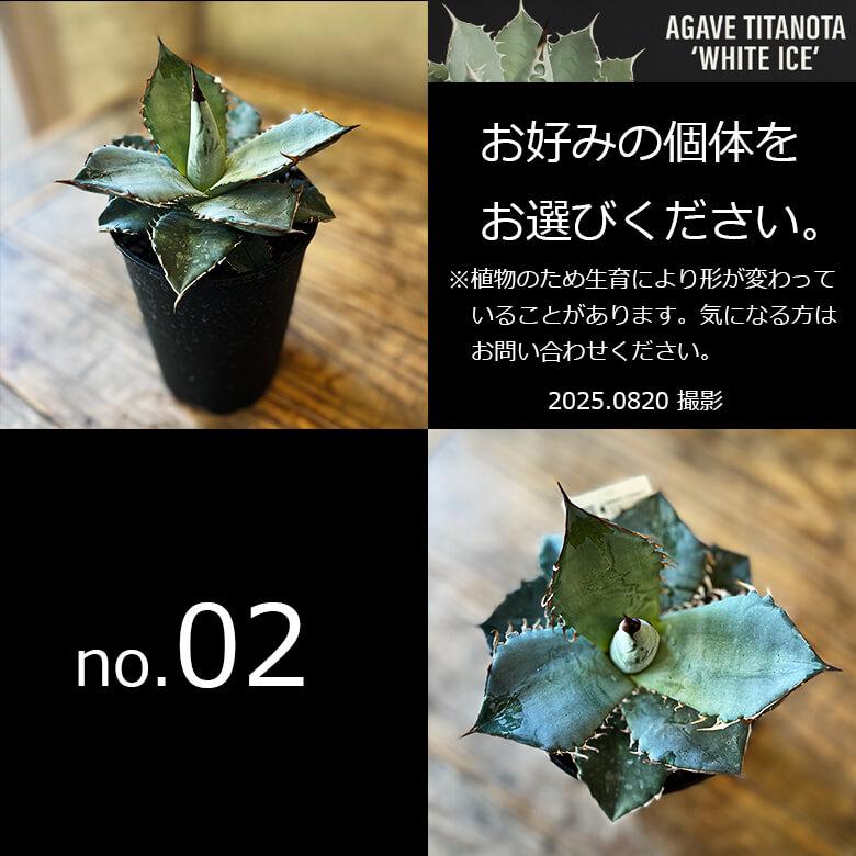 アガベ チタノタ ホワイトアイス 4号鉢 個体販売 選べる 観葉植物