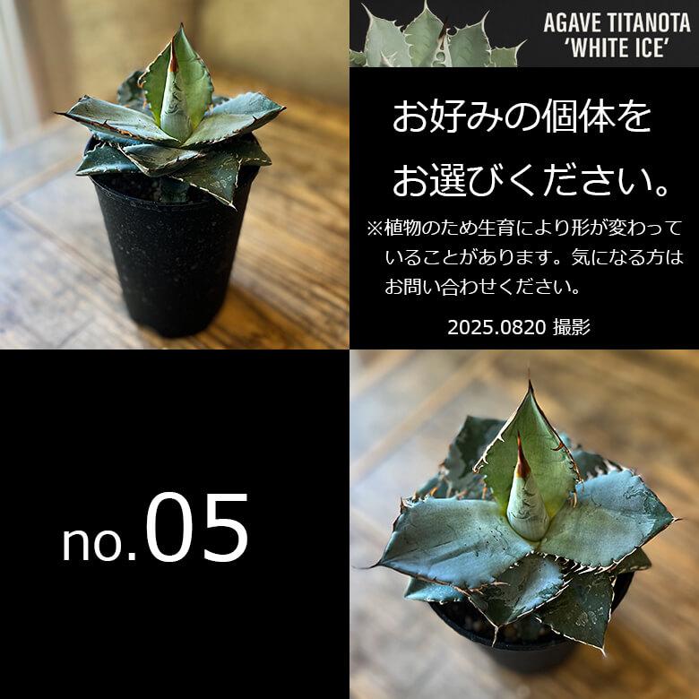 アガベ チタノタ ホワイトアイス 4号鉢 個体販売 選べる 観葉植物