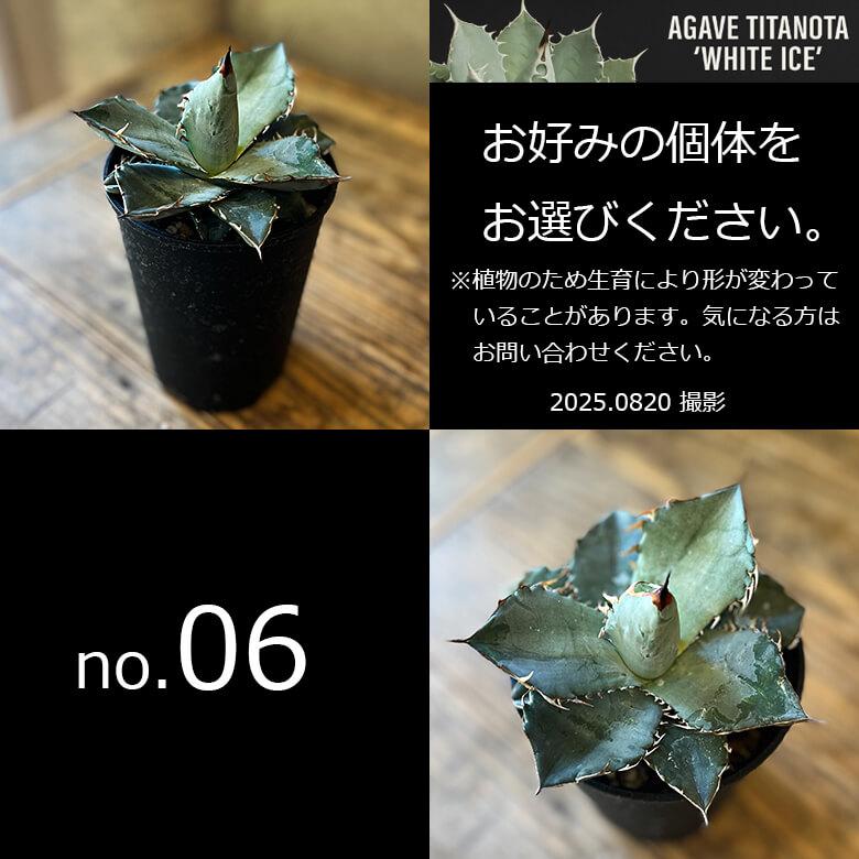 アガベ チタノタ ホワイトアイス 4号鉢 個体販売 選べる 観葉植物