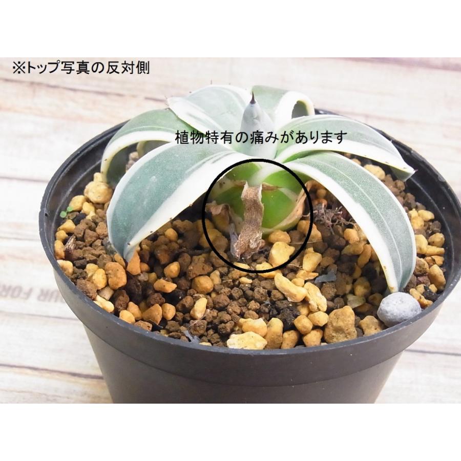 多肉植物 アガベ メリコ錦 王妃吉祥天錦 : hanabisou - 通販 多肉植物 アガベ メリコ錦 王妃吉祥天錦 : hanabisou - 通販