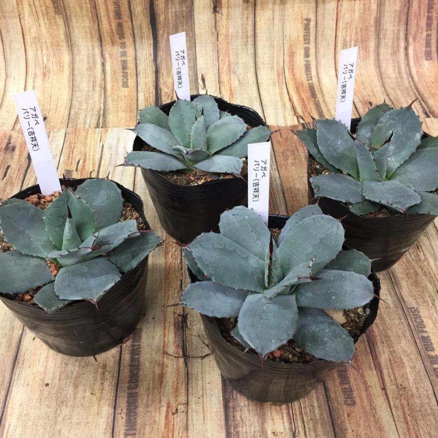 多肉植物 アガベ パリー 吉祥天 : hanabisou - 通販 - Yahoo 多肉植物 アガベ パリー 吉祥天 : hanabisou - 通販 - Yahoo