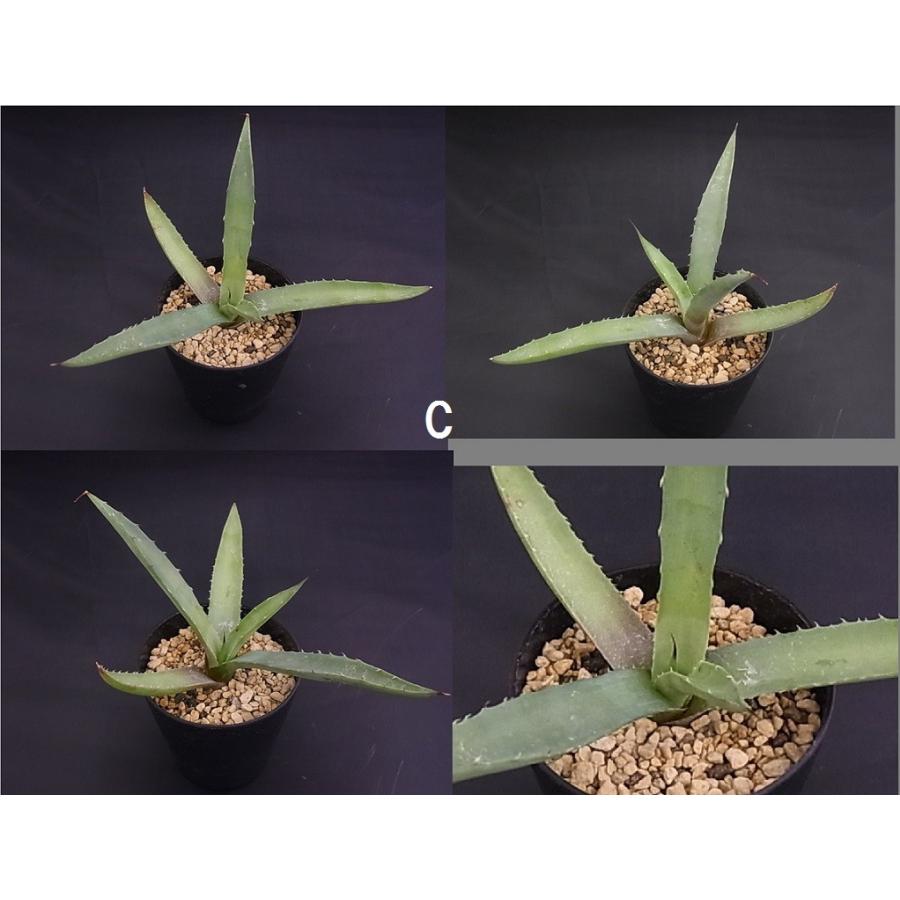 多肉植物 アガベ マクロアカンサ 子株 : hanabisou - 通販 - Yahoo