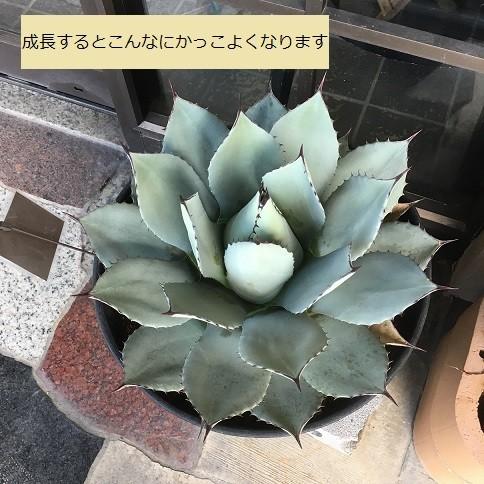 多肉植物 アガベ パリー 吉祥天 子株 : hanabisou - 通販 多肉植物 アガベ パリー 吉祥天 子株 : hanabisou - 通販