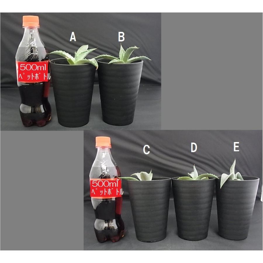 多肉植物 アガベ パリー 吉祥天 子株 : hanabisou - 通販 多肉植物 アガベ パリー 吉祥天 子株 : hanabisou - 通販