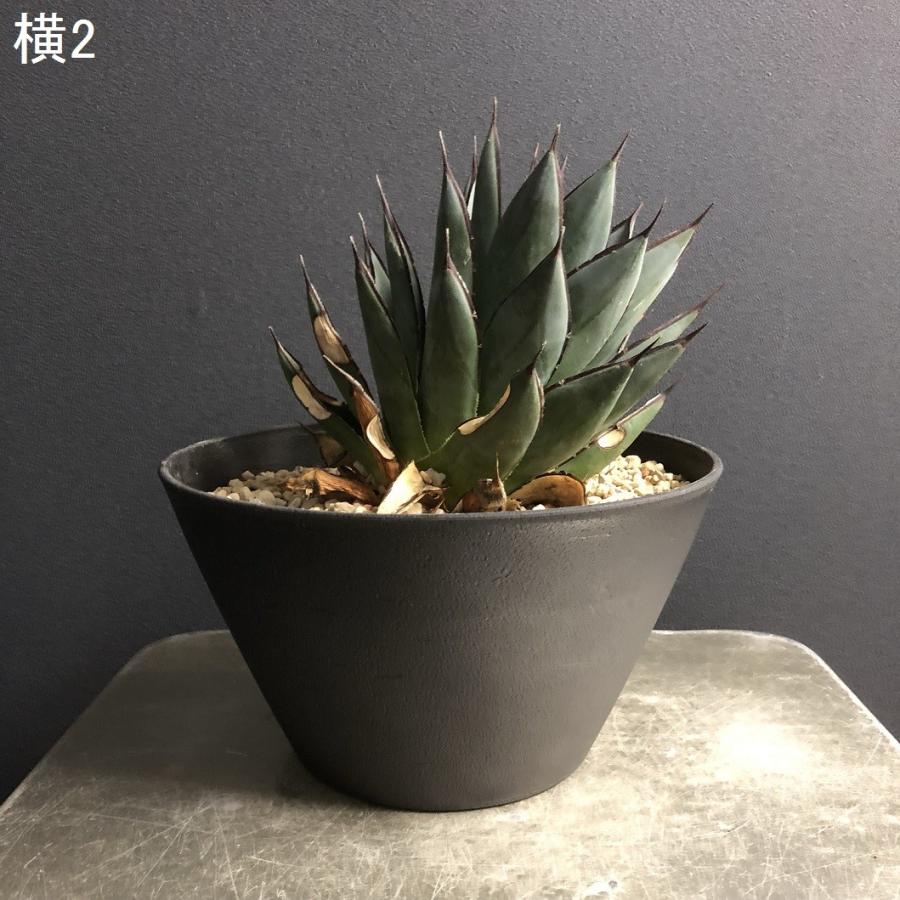 多肉植物 アガベ ブルーグロー アメリカ輸入株 : hanabisou - 通販