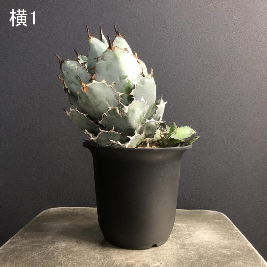 アガベ　チタノタ　ブラック&ブルー　B&B USA アガベ チタノタ ブラック&ブルー / Agave titanota 'Black & Blu