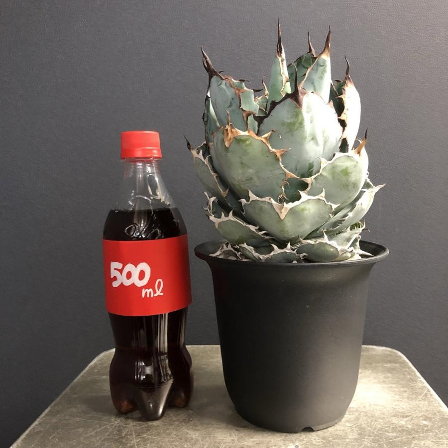 多肉植物 アガベ チタノタ ブラック＆ブルー ブラックアンド