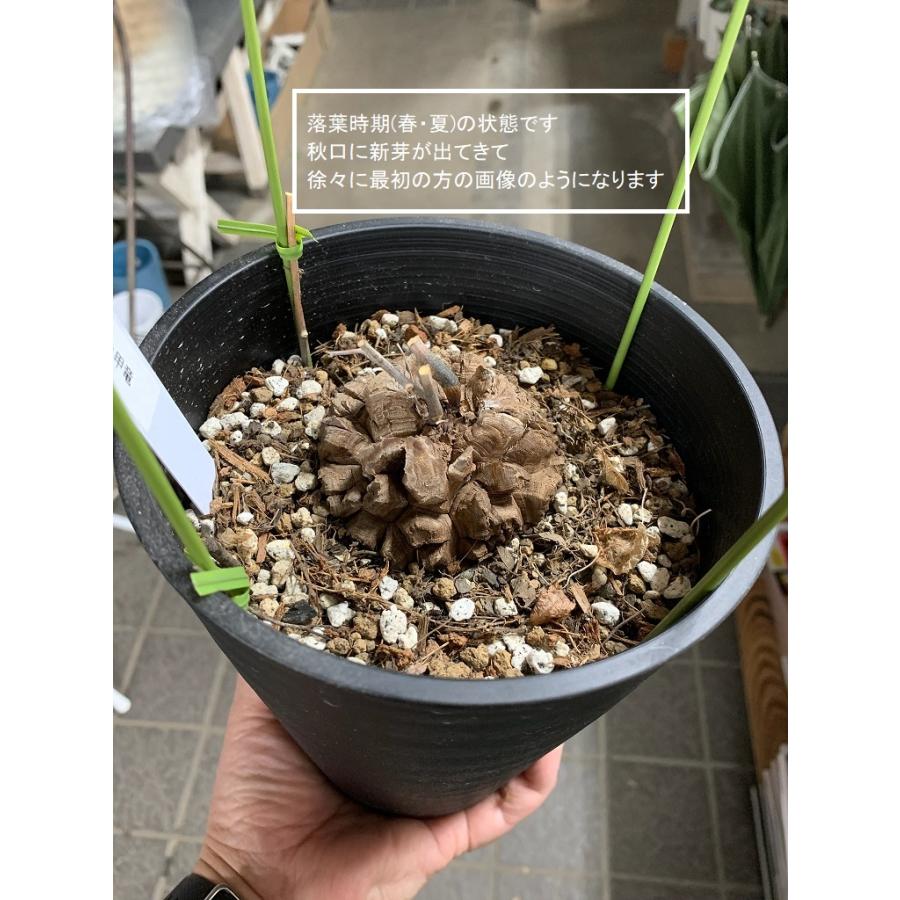 亀甲竜【OGUCHIさん専用】（ゴツゴツした双頭タイプ） 珍奇植物。盆栽のような佇まいが魅力、コーデックス