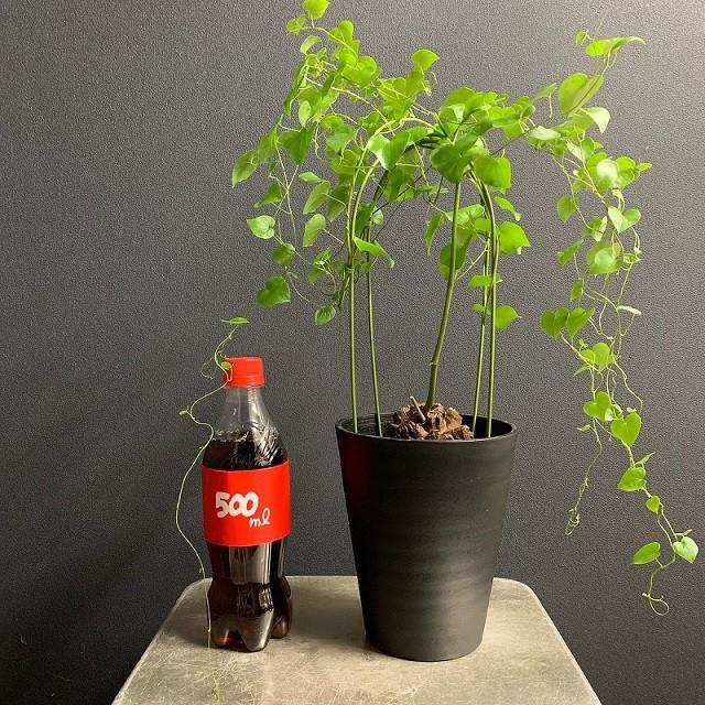 コーデックス 塊根 亀甲竜 アフリカ亀甲竜 ディオスコレア