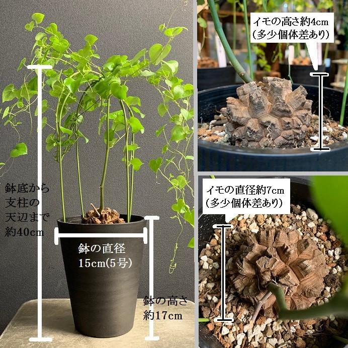 コーデックス 塊根 亀甲竜 アフリカ亀甲竜 ディオスコレア