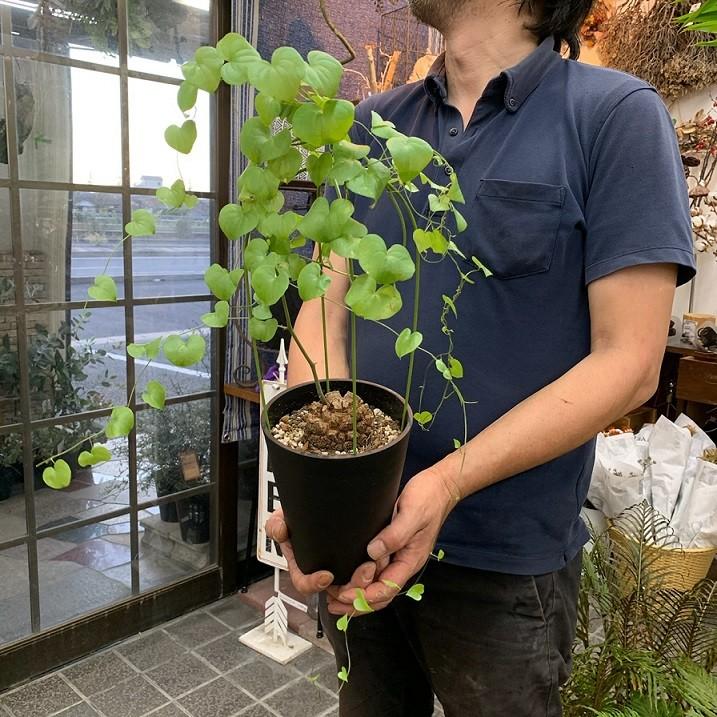 コーデックス 塊根 亀甲竜 アフリカ亀甲竜 ディオスコレア エレファン