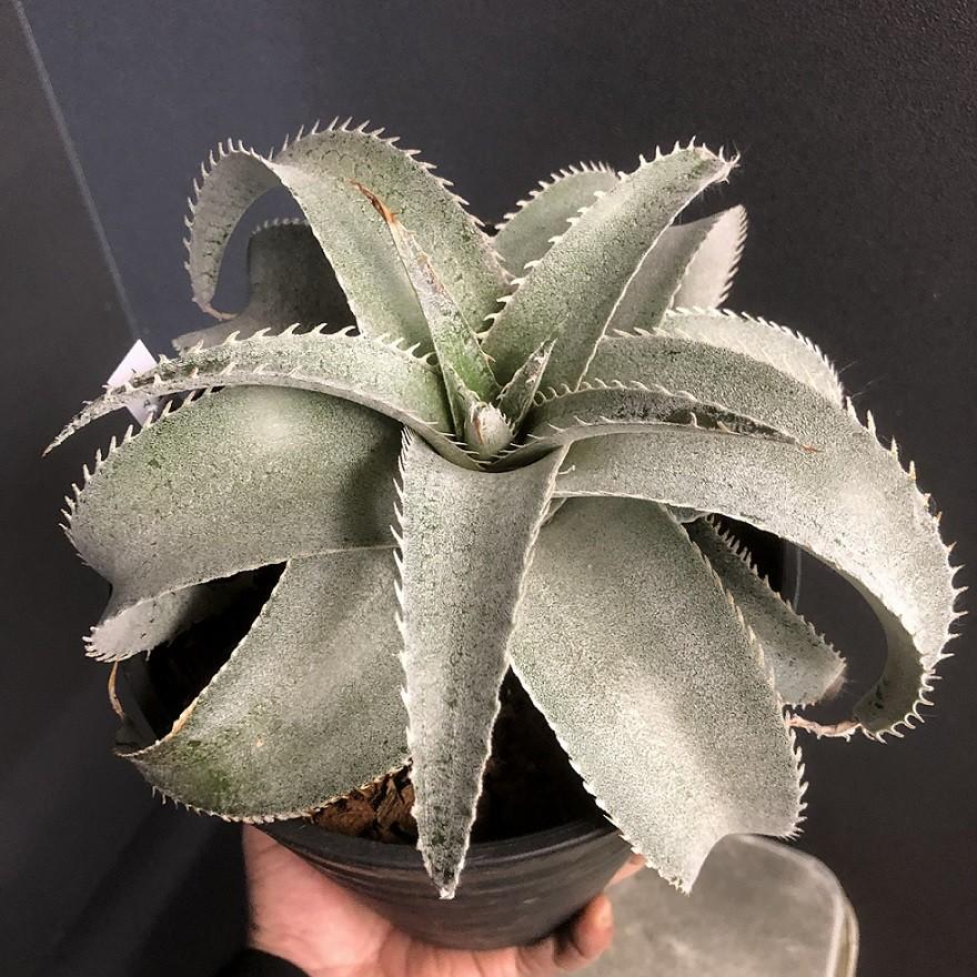 ディッキア マルニエルラポストレイ マルニエラポストレイ : hanabisou