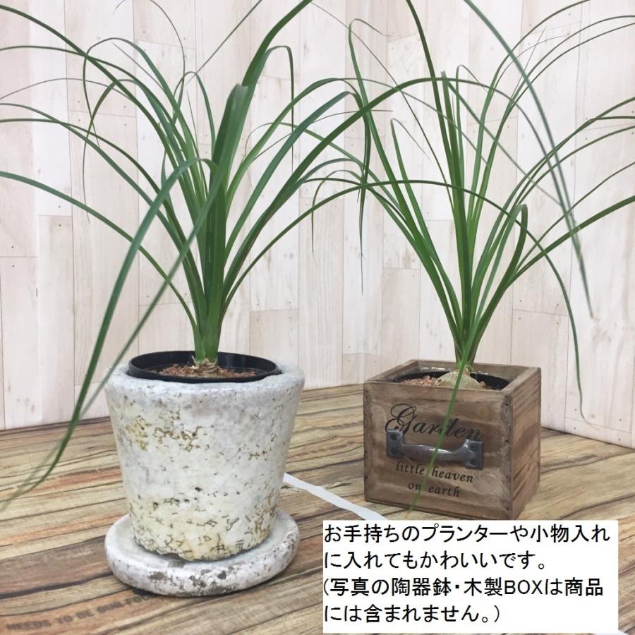 現物 トックリラン ポニーテール 8号 Beaucarnea recurvata 現物