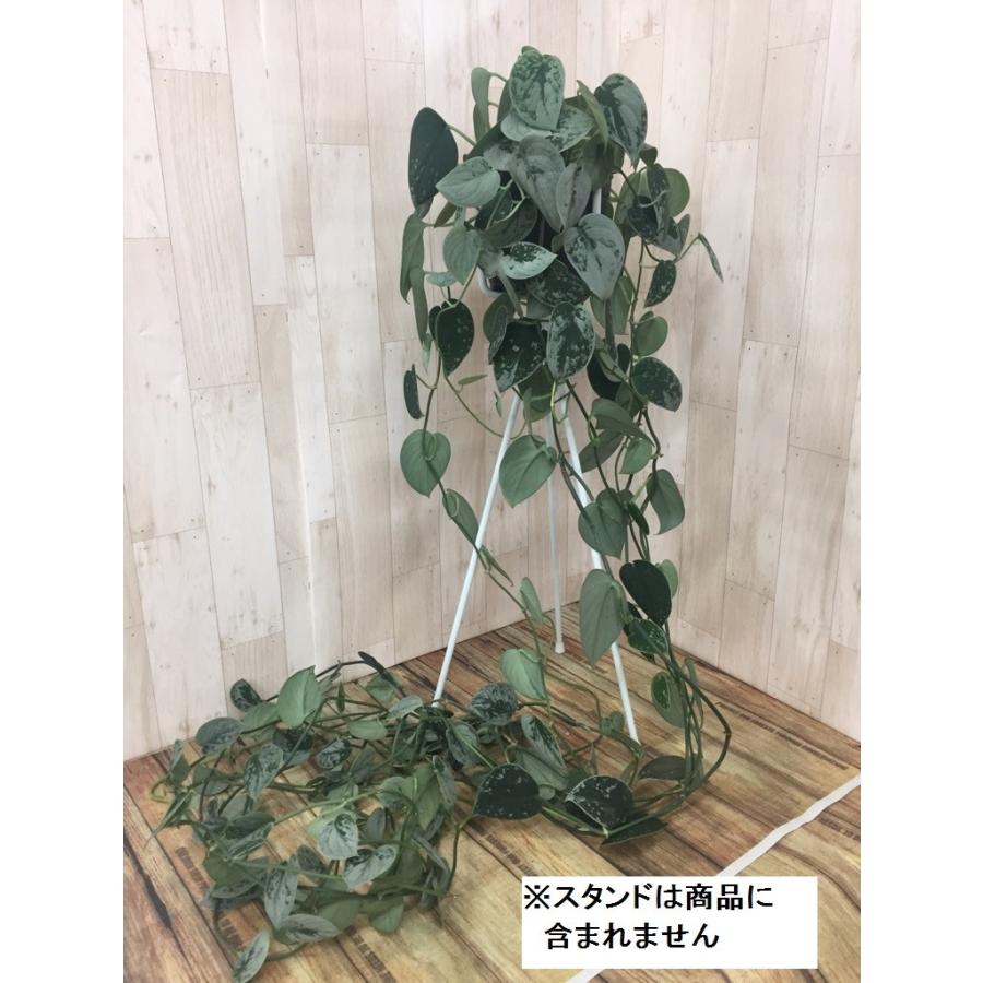 (専用商品)スキンダプサス　シルバーメタリック バクダパティ　A1 専用商品)スキンダプサス シルバーメタリック バクダパティ A1