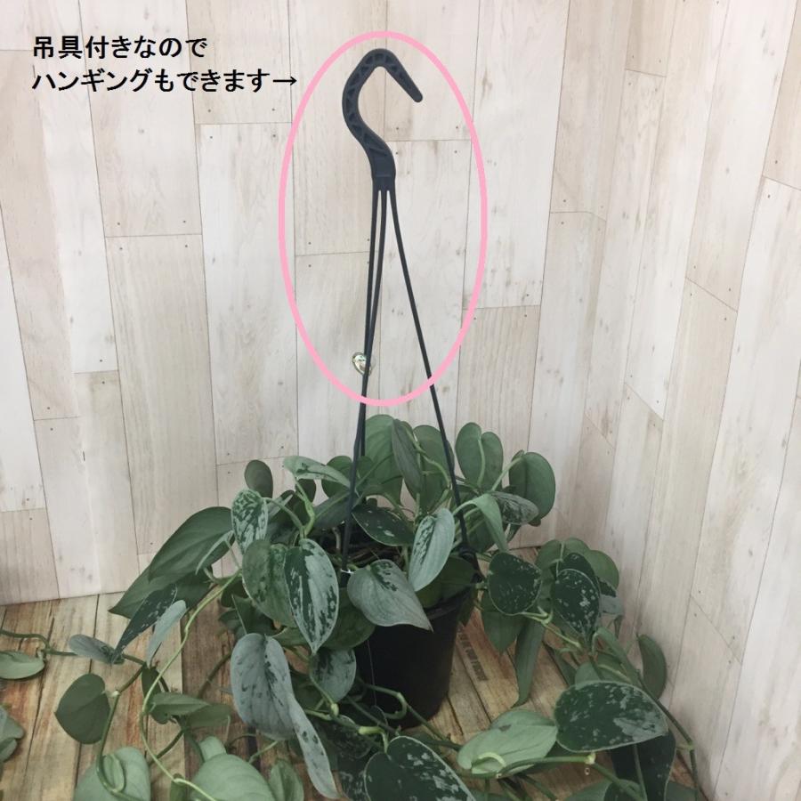 観葉植物 スキンダプサス シルバーアン ハンギングタイプ : hanabisou