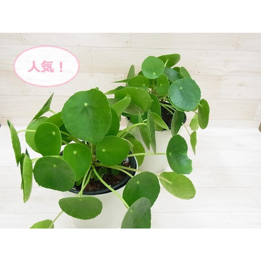 観葉植物 ピレア ペペロミオイデス Kan Hanabisou 通販 Yahoo ショッピング