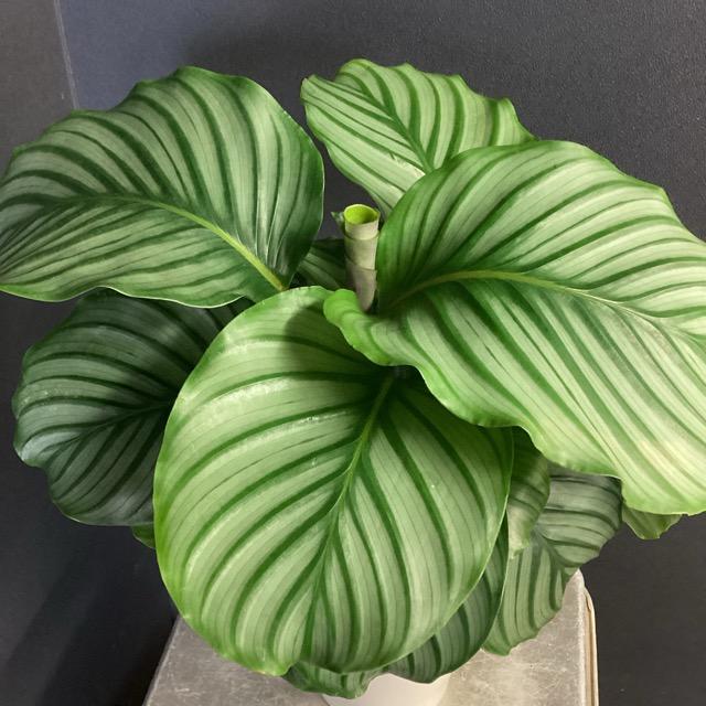 人気 観葉植物 カラテア オービフォリア オルビフォリア 人気 観葉植物 カラテア オービフォリア オルビフォリア