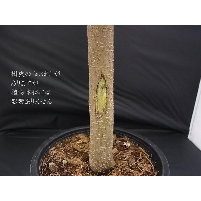 観葉植物 がじゅまる ガジュマル タイワンガジュマル 台湾 観葉植物 がじゅまる ガジュマル タイワンガジュマル 台湾
