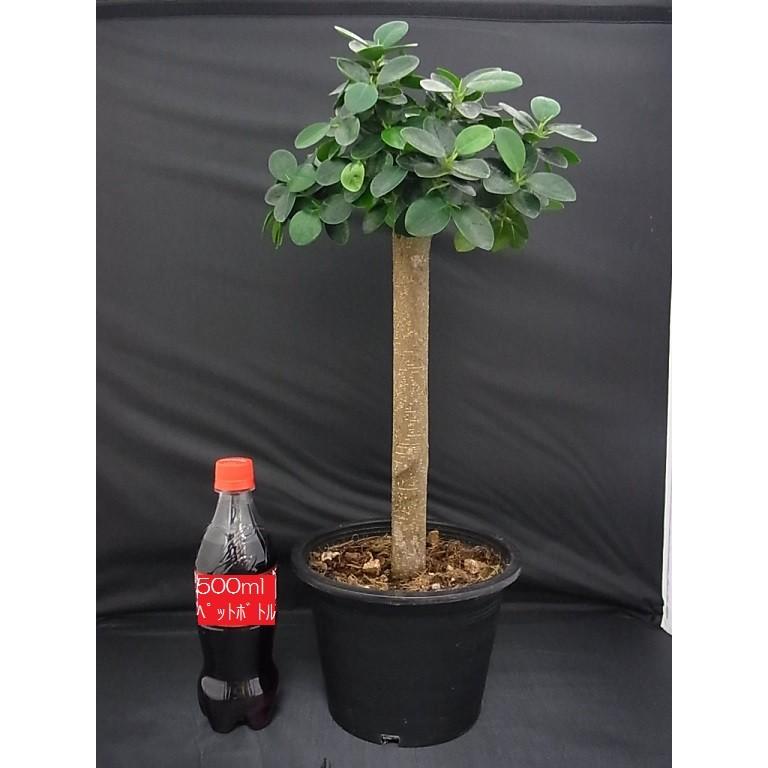 観葉植物 がじゅまる ガジュマル タイワンガジュマル 台湾ガジュマル