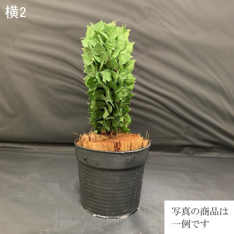 観葉植物 ディスキディア スター ハート型 Kan Hanabisou 通販 Yahoo ショッピング