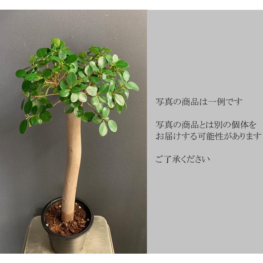 観葉植物 がじゅまる ガジュマル タイワンガジュマル 台湾ガジュマル