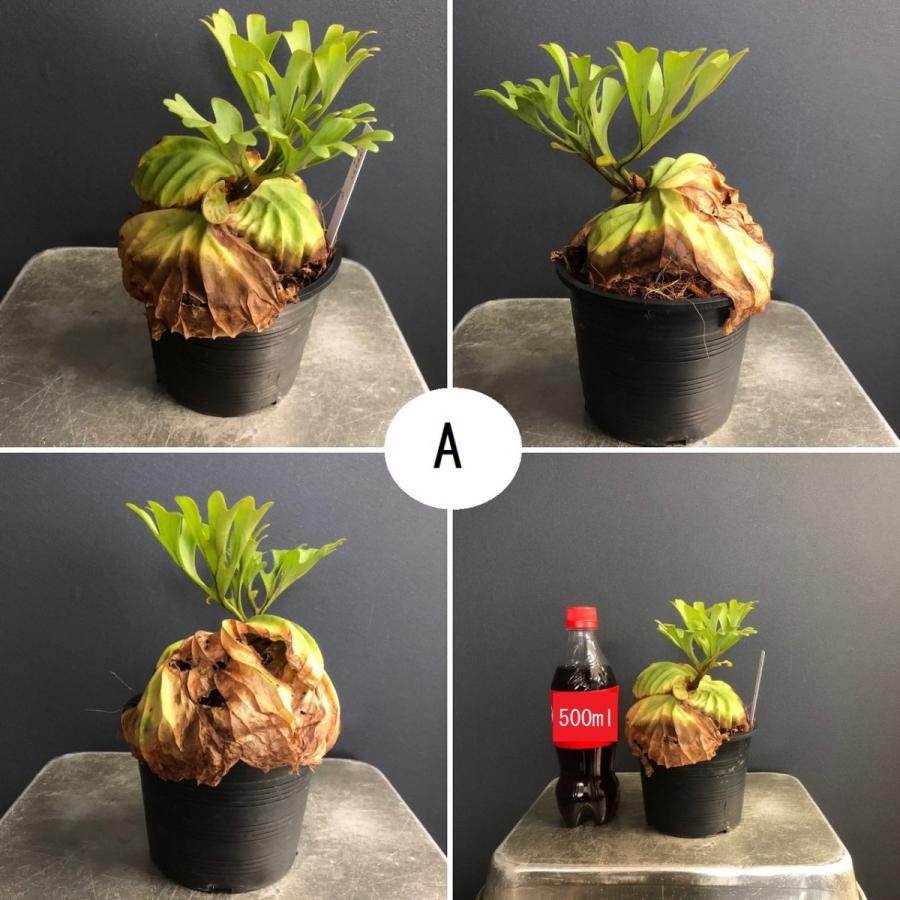 コウモリラン ビカクシダ リドレイ ポットタイプ : hanabisou - 通販