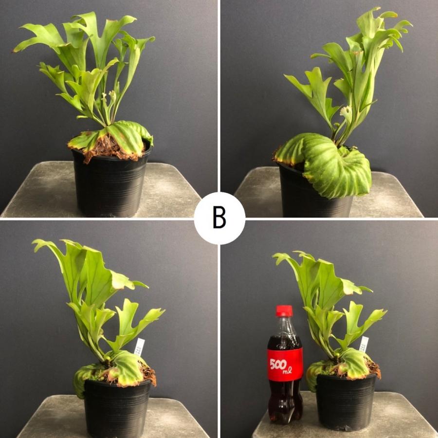 コウモリラン ビカクシダ リドレイ ポットタイプ : hanabisou - 通販
