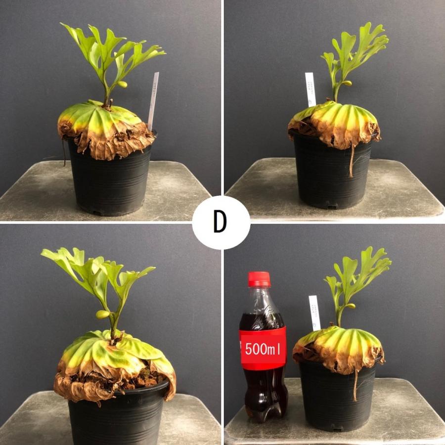 コウモリラン　ビカクシダ リドレイ コウモリラン ビカクシダ リドレイ ポットタイプ : hanabisou - 通販