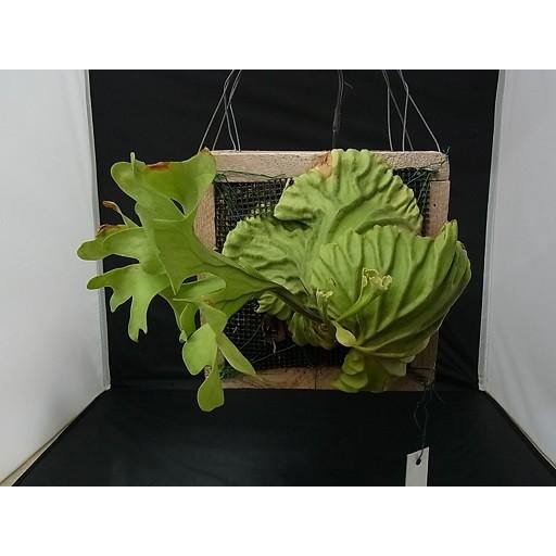 コウモリラン ビカクシダ リドレイ 木枠 : hanabisou - 通販 - Yahoo