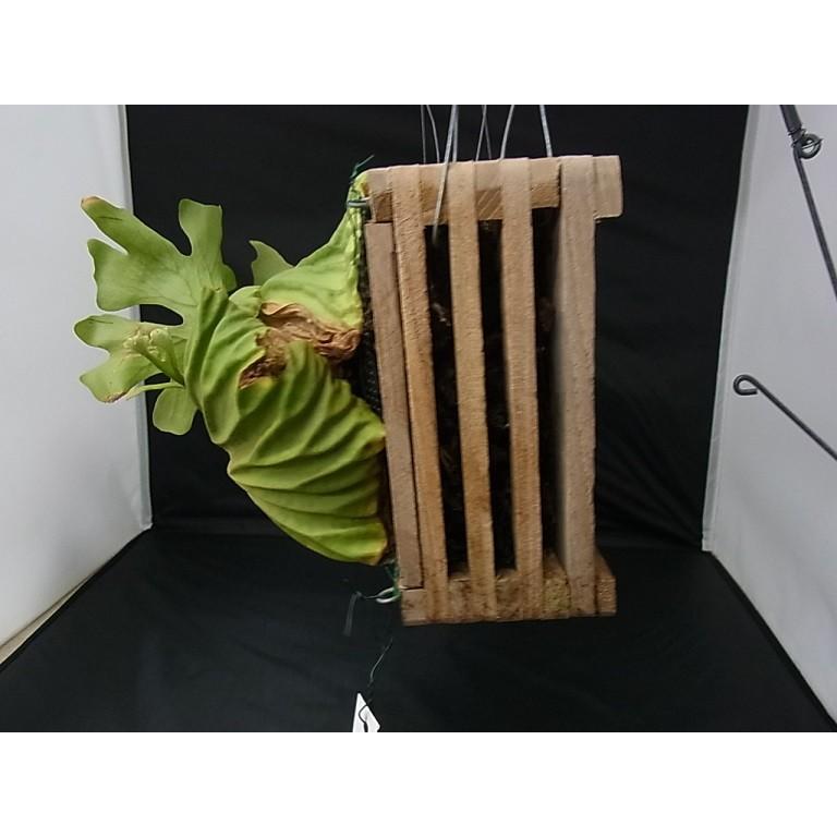 コウモリラン ビカクシダ リドレイ 木枠 : hanabisou - 通販 - Yahoo