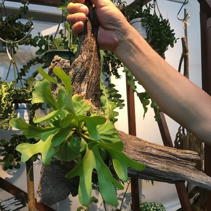 コウモリラン ビカクシダ リドレイ 木着生 Plt Hanabisou 通販 Yahoo ショッピング