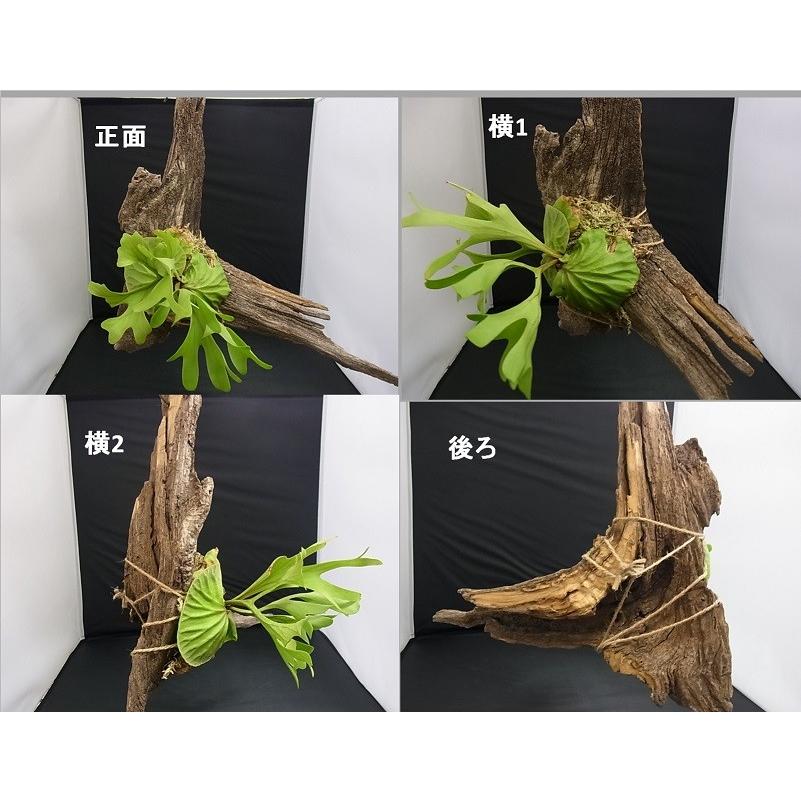リドレイ ビカクシダ 流木 ビカクシダ リドレィの流木ハンギング 多肉植物 キコリ 通販