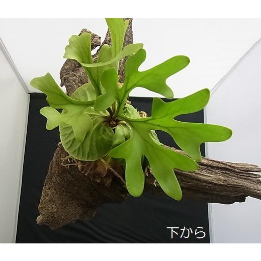 コウモリラン ビカクシダ リドレイ 木着生 : hanabisou - 通販
