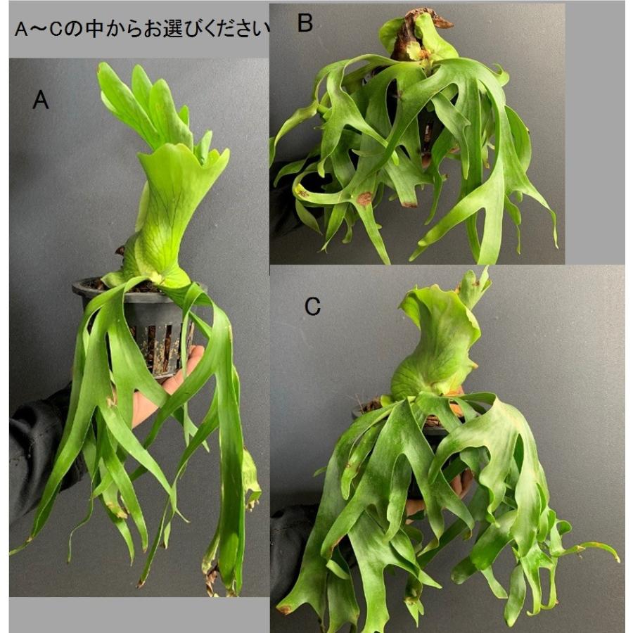 コウモリラン ビカクシダ コロナ コロナリウム フィリピネス