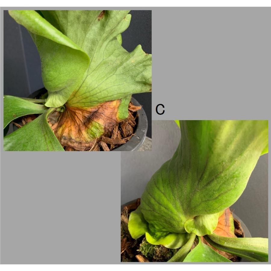 コウモリラン ビカクシダ コロナ コロナリウム フィリピネス