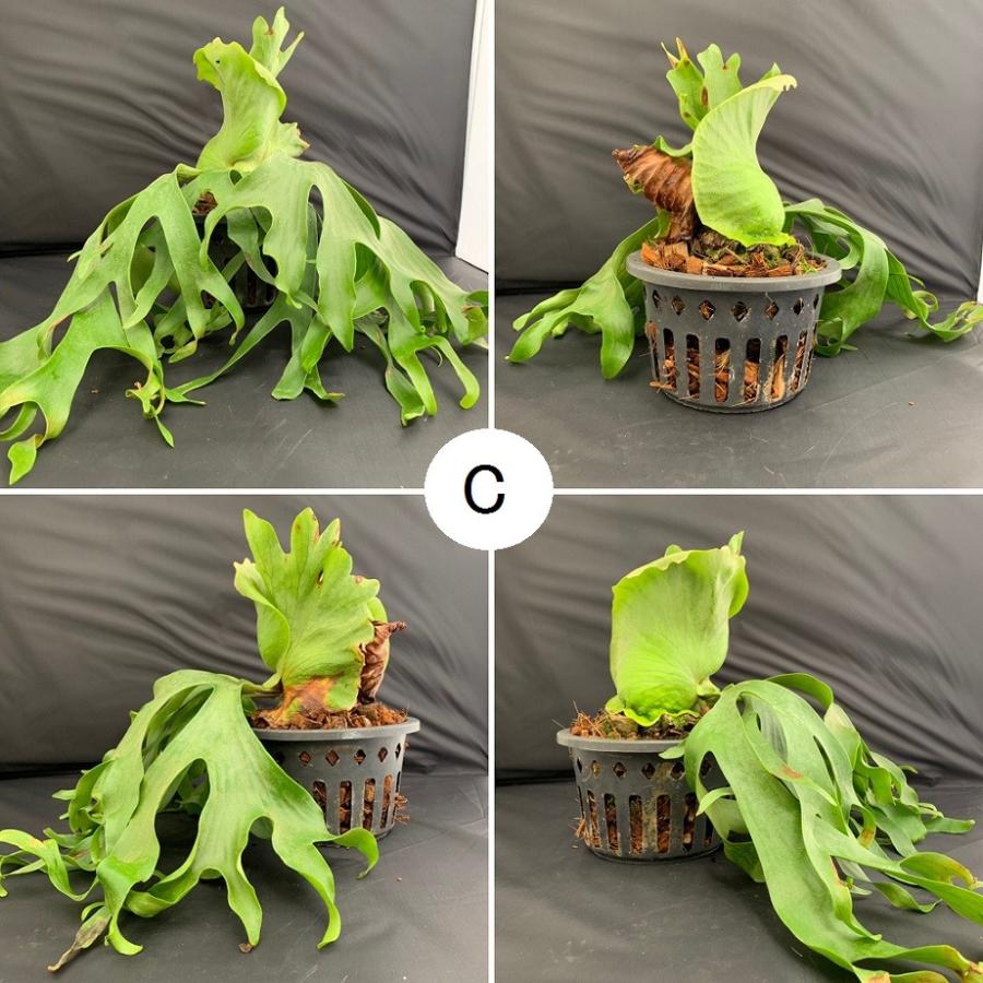 コウモリラン ビカクシダ コロナ コロナリウム フィリピネス