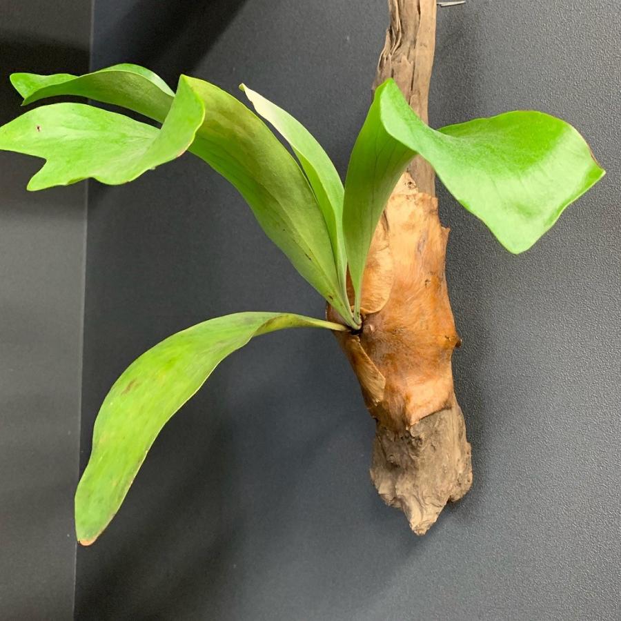 コウモリラン ビカクシダ ヒリー 流木着生 Plt Hanabisou 通販 Yahoo ショッピング