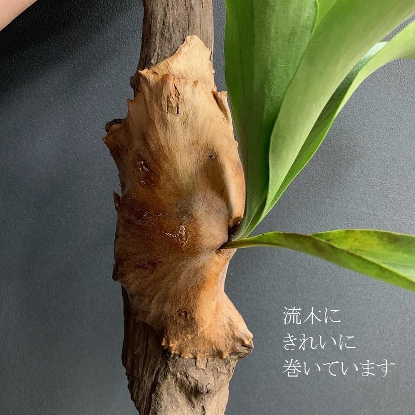 コウモリラン ビカクシダ ヒリー 流木着生 : hanabisou - 通販 コウモリラン ビカクシダ ヒリー 流木着生 : hanabisou - 通販