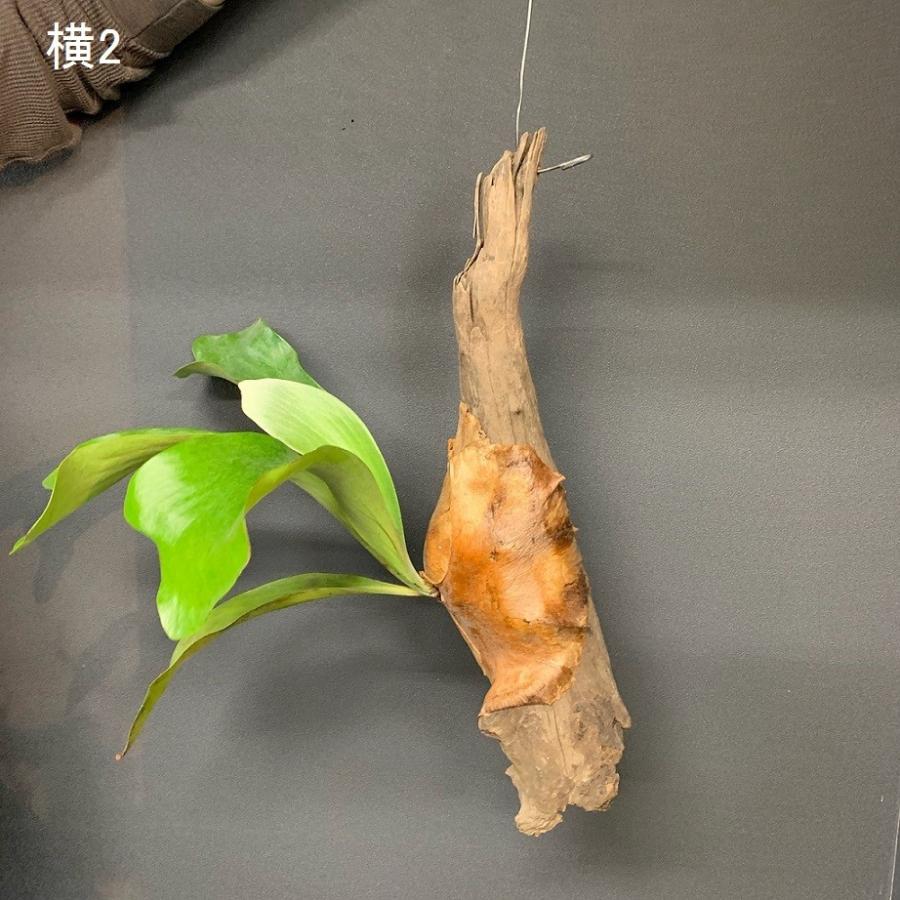 【かなり大きく存在感大！！】手間要らず✴︎流木インテリア　ビカクシダ　コウモリラン かなり大きく存在感大！！】手間要らず✴︎流木インテリア ビカクシダ