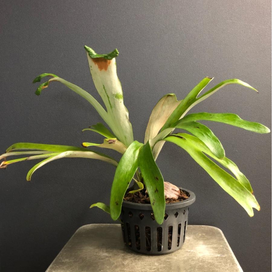 コウモリラン ビカクシダ ダウボーイ アルシコルネ と マダガスカルカリエンセ の 交配種 ポットタイプ Plt Hanabisou 通販 Yahoo ショッピング