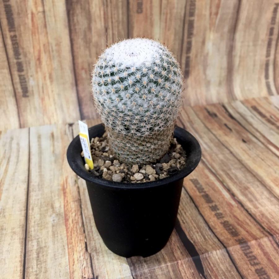 サボテン 希望丸 マミラリアルイ 多肉植物 : hanabisou - 通販 サボテン 希望丸 マミラリアルイ 多肉植物 : hanabisou - 通販