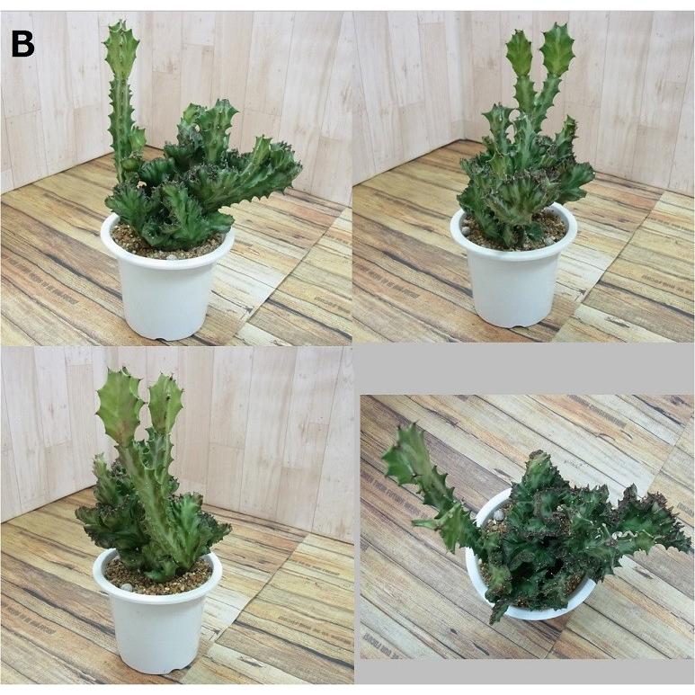 ユーフォルビア ラクテア 綴化 : hanabisou - 通販 - Yahoo!ショッピング