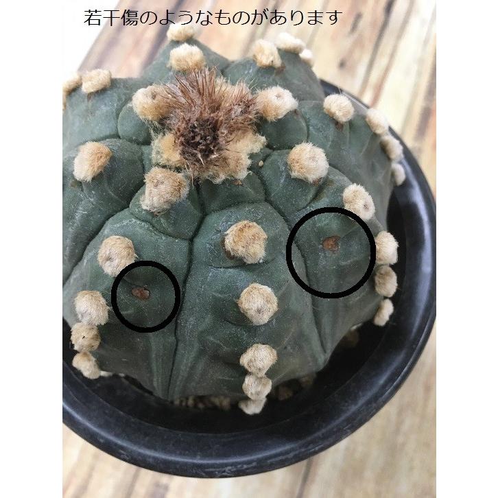 サボテン ランポー玉 兜 カブト : hanabisou - 通販 - Yahoo!ショッピング