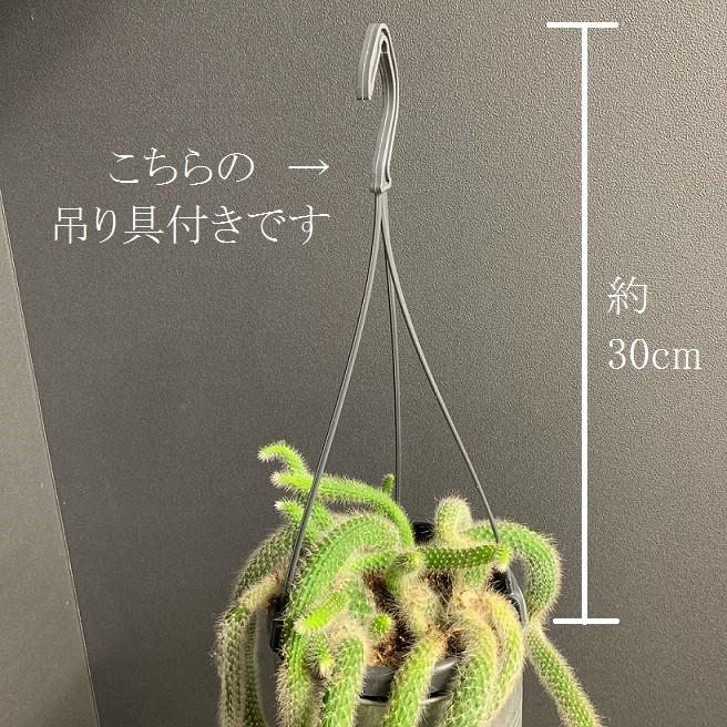 サボテン ヒルデウィンテラ 紐サボテン ひもサボテン 多肉植物