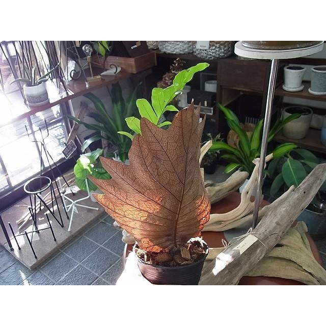 観葉植物 ドリナリア クエルシフォリア シダ植物 : hanabisou
